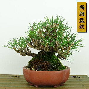 ~    13cm ܂ ~ Pinus thunbergii N}c }c ΐjt Ϗܗp i i