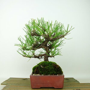 ~    19cm ܂ Pinus thunbergii N}c }c ΐjt Ϗܗp i i 