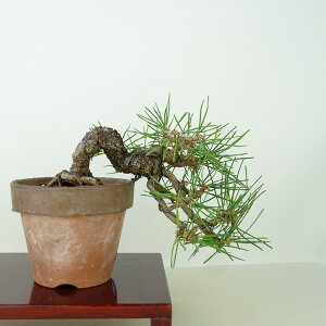 ~    ㉺ 15cm ܂ Pinus thunbergii N}c }c ΐjt Ϗܗp i i 