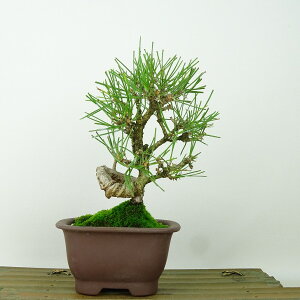 ~    16cm ܂ Pinus thunbergii N}c }c ΐjt Ϗܗp i i 