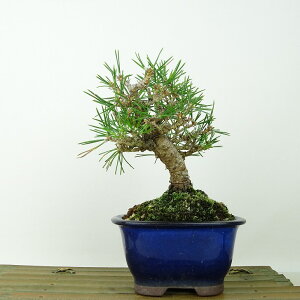 ~    15cm ܂ Pinus thunbergii N}c }c ΐjt Ϗܗp i i 