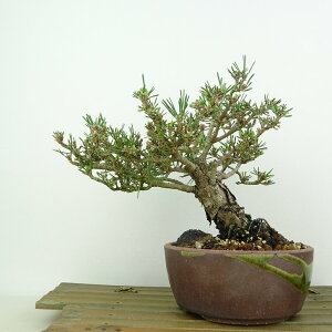 ~     15cm ܂ Pinus thunbergii N}c }c ΐjt Ϗܗp i i 