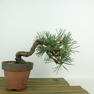 ~    13cm ܂ Pinus thunbergii N}c }c ΐjt Ϗܗp i i 