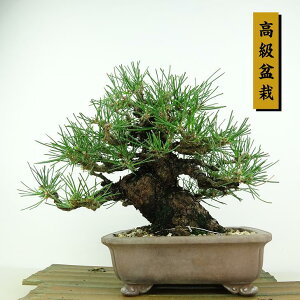 ~    18cm ܂ ~ Pinus thunbergii N}c }c ΐjt Ϗܗp i i