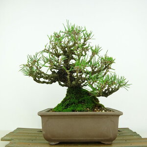 ~    19cm ܂ Pinus thunbergii N}c }c ΐjt Ϗܗp i i