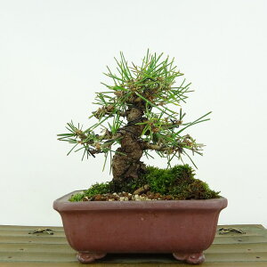 ~    11cm ܂ Pinus thunbergii N}c }c ΐjt Ϗܗp i i