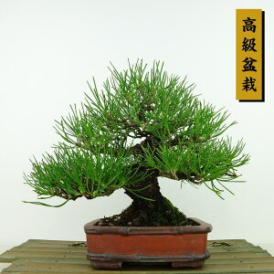 ~    16cm ܂ ~ Pinus thunbergii N}c }c ΐjt Ϗܗp i i