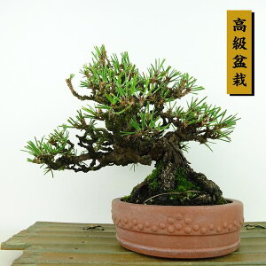~    15cm ܂ ~ Pinus thunbergii N}c }c ΐjt Ϗܗp i i