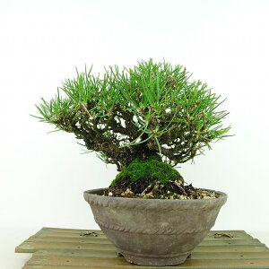 ~    16cm ܂ Pinus thunbergii N}c }c ΐjt Ϗܗp i i