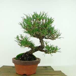 ~    20cm ܂ Pinus thunbergii N}c }c ΐjt Ϗܗp i i 