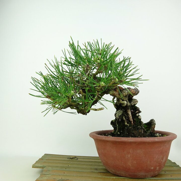 楽天市場】盆栽 松 黒松 樹高 約18cm くろまつ Pinus thunbergii 