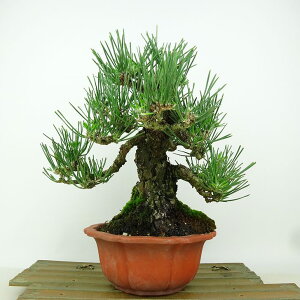 ~    20cm ܂ Pinus thunbergii N}c }c ΐjt Ϗܗp i i
