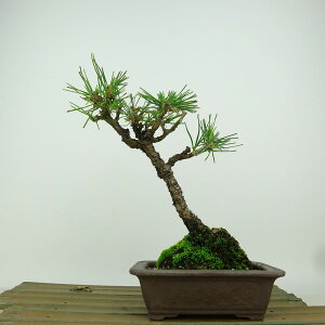 ~    18cm ܂ Pinus thunbergii N}c }c ΐjt Ϗܗp i i