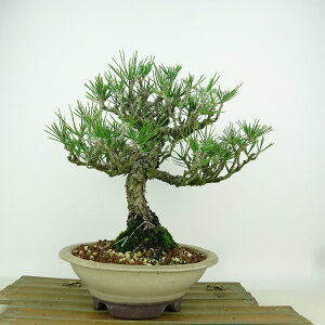 ~    21cm ܂ Pinus thunbergii N}c }c ΐjt Ϗܗp i