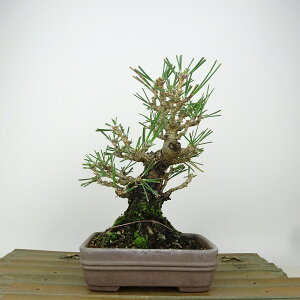~    16cm ܂ Pinus thunbergii N}c }c ΐjt Ϗܗp i i