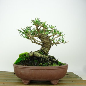 ~    12cm ܂ Pinus thunbergii N}c }c ΐjt Ϗܗp i i 