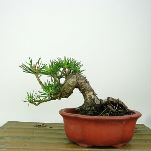 ~    10cm ܂ Pinus thunbergii N}c }c ΐjt Ϗܗp i i 