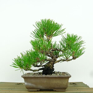 ~    16cm ܂ Pinus thunbergii N}c }c ΐjt Ϗܗp i i 