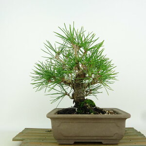 ~    18cm ܂ Pinus thunbergii N}c }c ΐjt Ϗܗp i i 