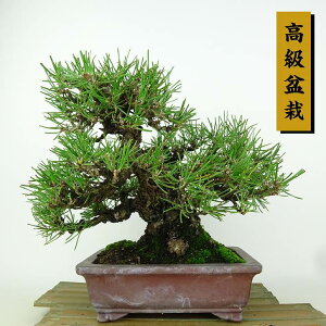 ~    21cm ܂ ~ Pinus thunbergii N}c }c ΐjt Ϗܗp i