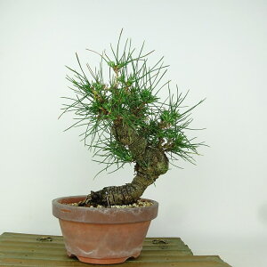 ~    22cm ܂ Pinus thunbergii N}c }c ΐjt Ϗܗp i 