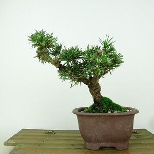~    14cm ܂ Pinus thunbergii N}c }c ΐjt Ϗܗp i i 