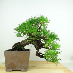 ~    ㉺ 24cm ܂ Pinus thunbergii N}c }c ΐjt Ϗܗp i