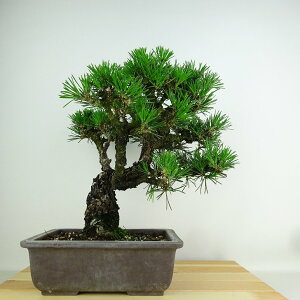 ~    27cm ܂ Pinus thunbergii N}c }c ΐjt Ϗܗp i 
