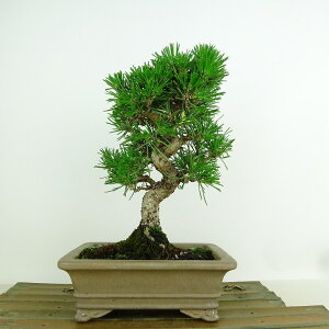 ~    20cm ܂ Pinus thunbergii N}c }c ΐjt Ϗܗp i i 