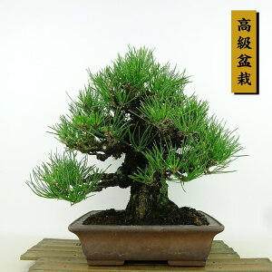 ~    24cm ܂ ~ Pinus thunbergii N}c }c ΐjt Ϗܗp i