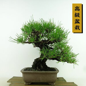 ~    26cm ܂ ~ Pinus thunbergii N}c }c ΐjt Ϗܗp i