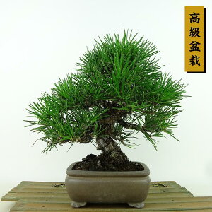 ~    21cm ܂ ~ Pinus thunbergii N}c }c ΐjt Ϗܗp i