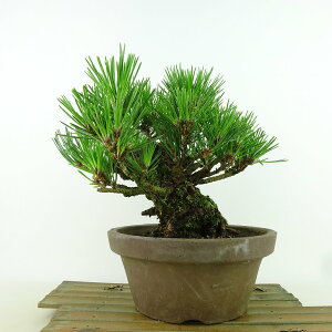 ~     19cm ܂ Pinus thunbergii N}c }c ΐjt Ϗܗp i i