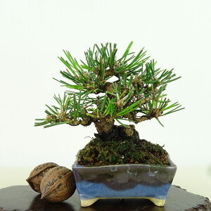~    9cm ܂ Pinus thunbergii N}c }c ΐjt Ϗܗp i i