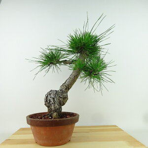 ~    36cm ܂ Pinus thunbergii N}c }c ΐjt Ϗܗp i 
