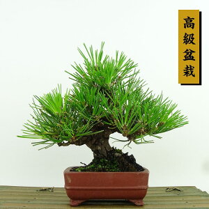 ~    15cm ܂ ~ Pinus thunbergii N}c }c ΐjt Ϗܗp i i