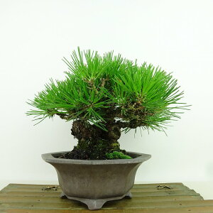 盆栽 松 黒松 樹高 約13cm くろまつ Pinus thunbergii クロマツ マツ科 常緑針葉樹 観賞用 小品 現品