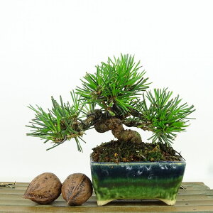 ~    9cm ܂ Pinus thunbergii N}c }c ΐjt Ϗܗp i i