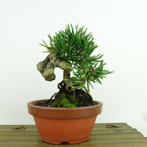 ~     13cm ܂ Pinus thunbergii N}c }c ΐjt Ϗܗp i i 