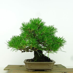 ~    19cm ܂ Pinus thunbergii N}c }c ΐjt Ϗܗp i i