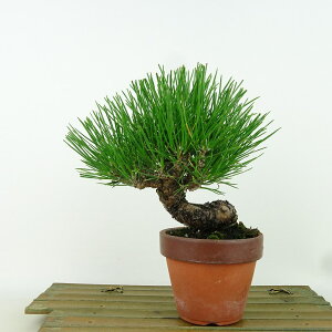 ~    14cm ܂ Pinus thunbergii N}c }c ΐjt Ϗܗp i i