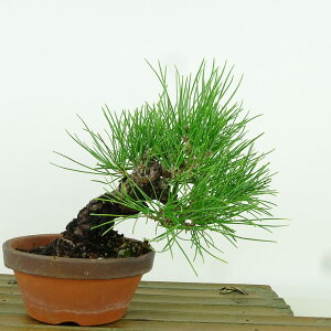 ~    14cm ܂ Pinus thunbergii N}c }c ΐjt Ϗܗp i i