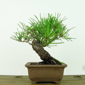 ~    24cm ܂ Pinus thunbergii N}c }c ΐjt Ϗܗp i 