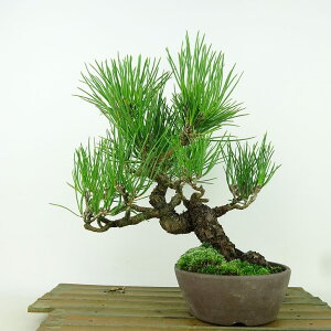~    22cm ܂ Pinus thunbergii N}c }c ΐjt Ϗܗp i 