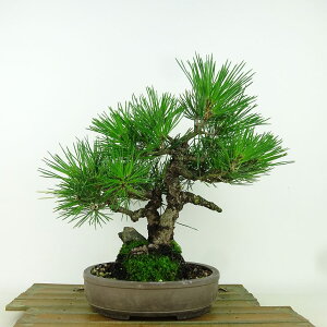 ~    25cm ܂ Pinus thunbergii N}c Εt }c ΐjt Ϗܗp i 