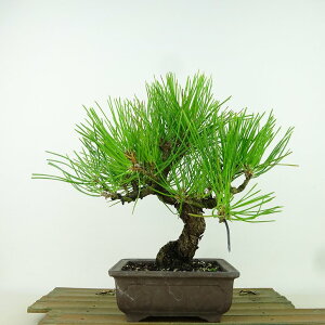 ~    21cm ܂ Pinus thunbergii N}c }c ΐjt Ϗܗp i 