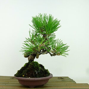 ~    19cm ܂ Pinus thunbergii N}c }c ΐjt Ϗܗp i i 