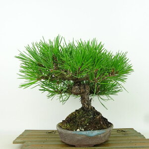 ~    20cm ܂ Pinus thunbergii N}c }c ΐjt Ϗܗp i i 
