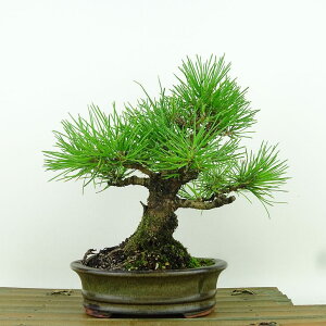 ~    18cm ܂ Pinus thunbergii N}c }c ΐjt Ϗܗp i i