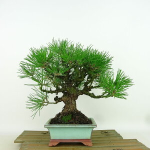 ~    22cm ܂ Pinus thunbergii N}c }c ΐjt Ϗܗp i